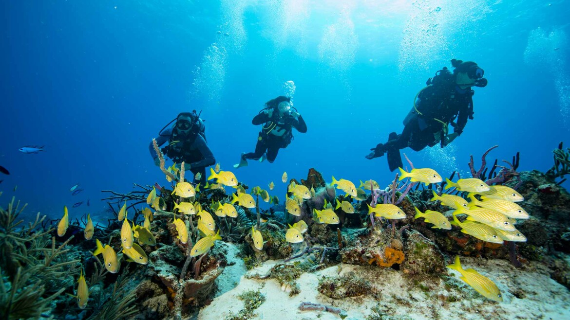 learn to dive playa del carmen